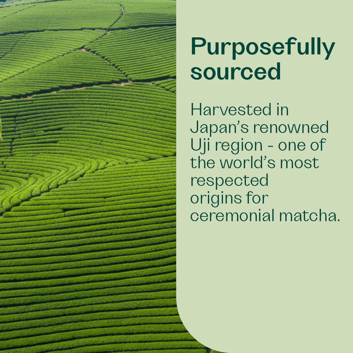 Magic Matcha - Image 4