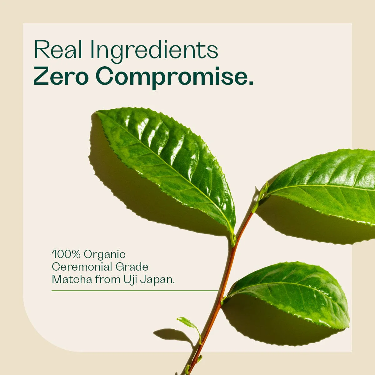 Ceremonial Matcha - Image 3