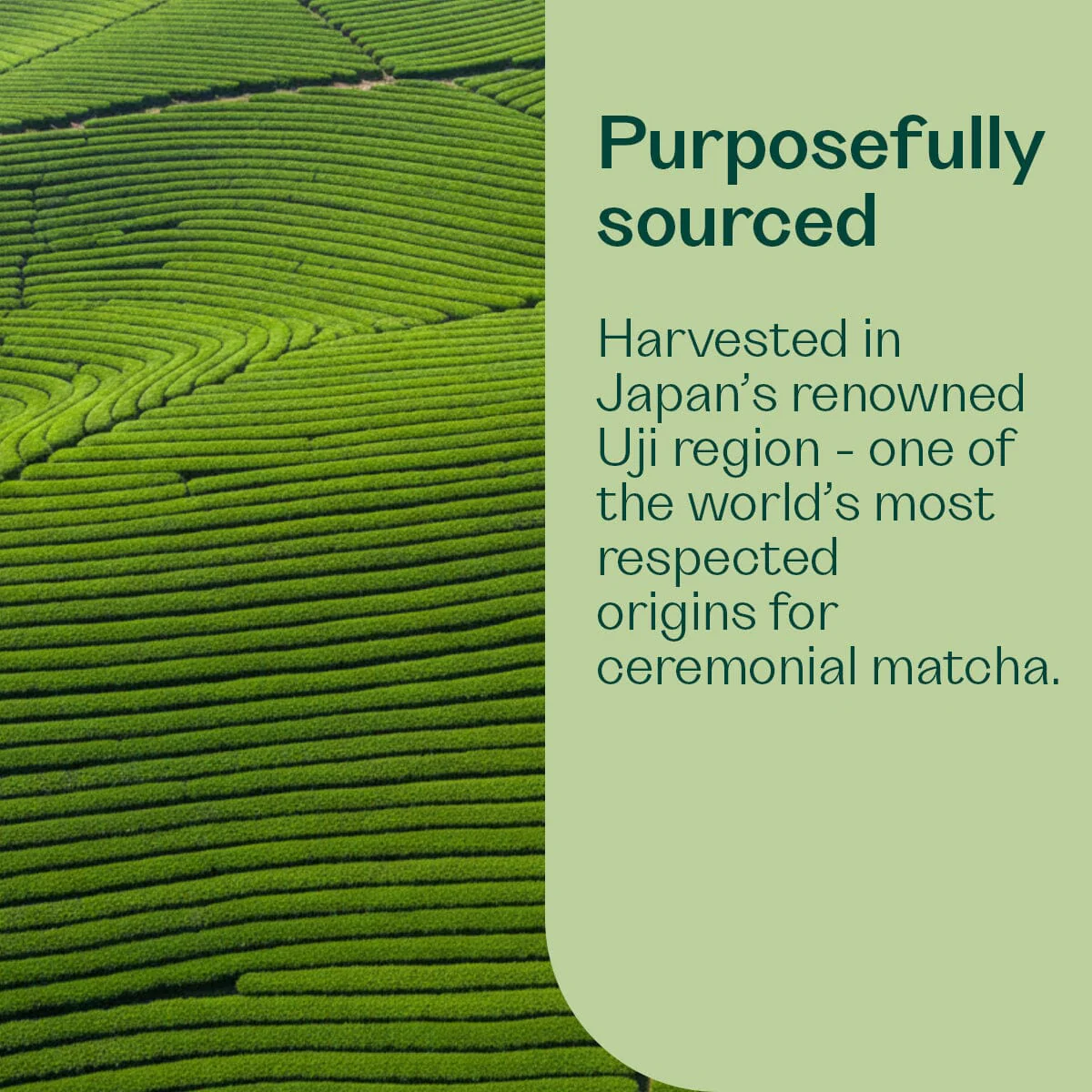 Ceremonial Matcha - Image 6